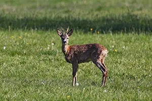 European roe deer (Capreolus capreolus)