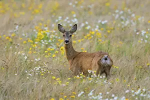 European roe deer (Capreolus capreolus)