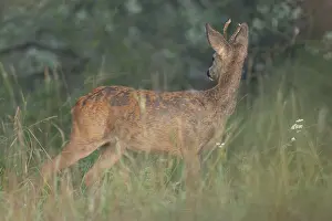 European roe deer (Capreolus capreolus)