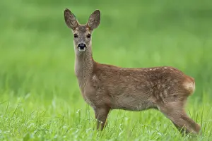 European roe deer (Capreolus capreolus)