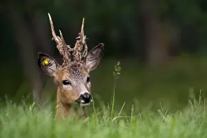 European roe deer (Capreolus capreolus)