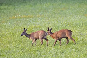 European roe deer (Capreolus capreolus)