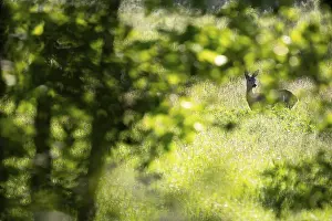 European roe deer (Capreolus capreolus)