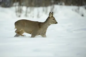 European roe deer (Capreolus capreolus)