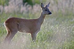 European roe deer (Capreolus capreolus)