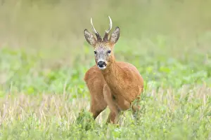 European roe deer (Capreolus capreolus)