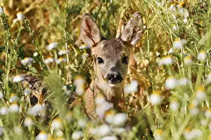European roe deer (Capreolus capreolus)