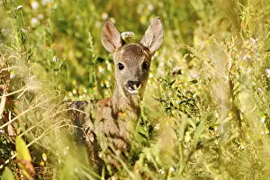 European roe deer (Capreolus capreolus)