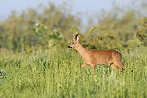 European roe deer (Capreolus capreolus)