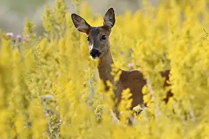 European roe deer (Capreolus capreolus)