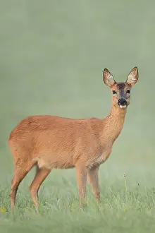 European roe deer (Capreolus capreolus)