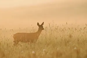 European roe deer (Capreolus capreolus)