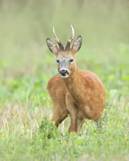 European roe deer (Capreolus capreolus)