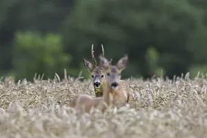 European roe deer (Capreolus capreolus) buck chasing doe in wheat field during the rut in summer
