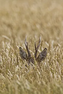 Funny Animal Prints: European roe deer (Capreolus capreolus) buck foraging in wheat field in summer
