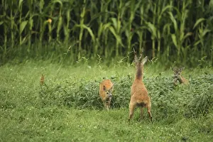 European roe deer (Capreolus capreolus) buck peeing in the meadow