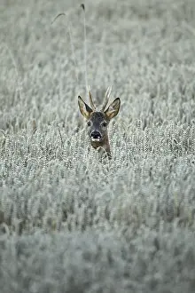 European roe deer (Capreolus capreolus) buck secured in wheat field