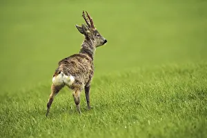 European roe deer (Capreolus capreolus) Buck with shaggy winter coat and long