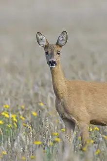 European roe deer (Capreolus capreolus) doe