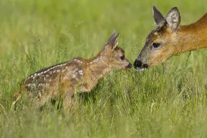 European roe deer (Capreolus capreolus) Doe with fawn