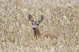 European roe deer (Capreolus capreolus) female