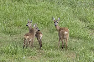 European roe deer (Capreolus capreolus) female