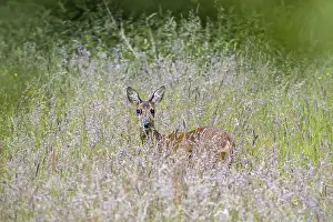 European roe deer (Capreolus capreolus) female