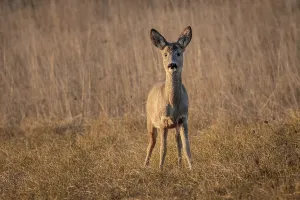 European roe deer (Capreolus capreolus) in the grass