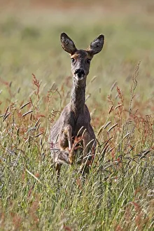 European roe deer (Capreolus capreolus) jumping through meadow