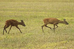 European roe deer (Capreolus capreolus) Mating season