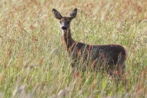 European roe deer (Capreolus capreolus) in a meadow sticks out its tongue