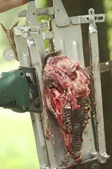 European roe deer (Capreolus capreolus) Roebuck trophy processing