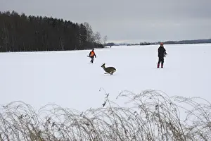 European roe deer (Capreolus capreolus) running between hunters across a snow-covered meadow