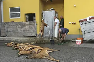 European roe deer (Capreolus capreolus) shot