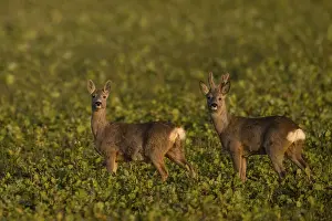 European roe deer (Capreolus capreolus) in velvet with doe