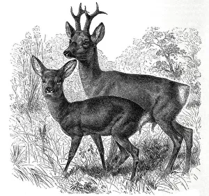 European roe deer (Capreolus) and roebuck capraea