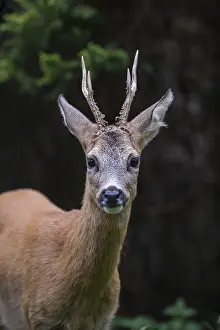 European roe deerbock (Capreolus capreolus)