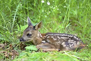 European roe deerkitz (Capreolus capreolus)