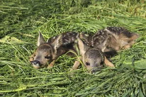 European roe deerkitze ( Capreolus capreolus)