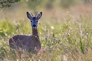 European roe deers (Capreolus capreolus) need 1
