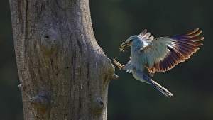 European roller (Coracias garrulus)