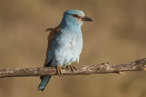European Roller (Coracias garrulus)