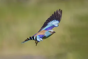 Category Historic EN Prints: European Roller (Coracias garrulus)