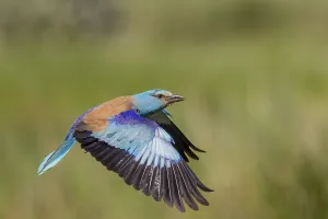 Category Historic EN Prints: European Roller (Coracias garrulus)