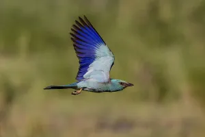 Category Historic EN Prints: European Roller (Coracias garrulus)