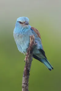 European roller (Coracias garrulus)