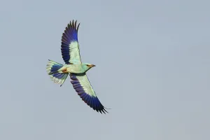 European roller (Coracias garrulus)