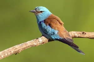 European roller (Coracias garrulus)