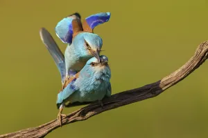 European roller (Coracias garrulus)