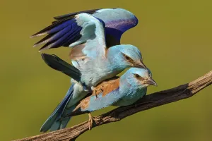 European roller (Coracias garrulus)